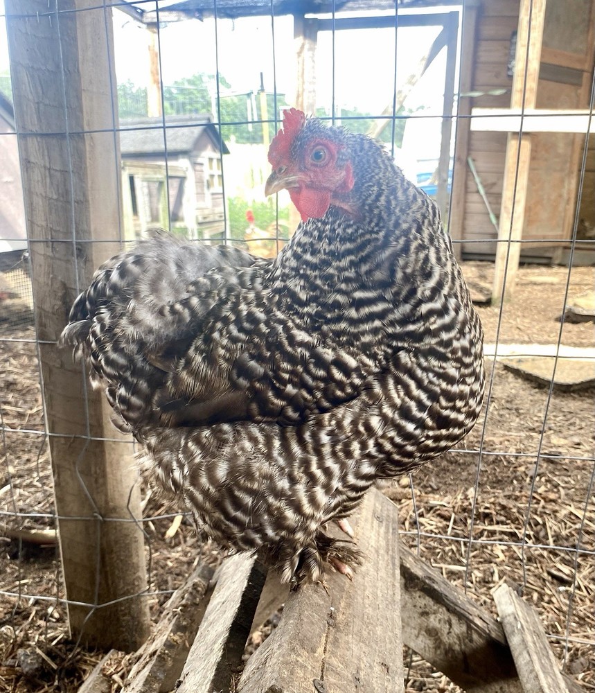 Bantam Cochin Hatching Eggs 6++ PLEASE READ THE DESCRIPTION