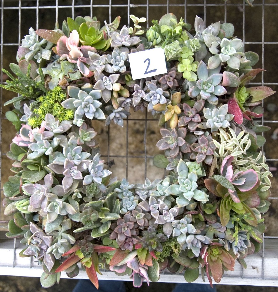 9" Living Wreath Sphagnum Moss Square Form Complete