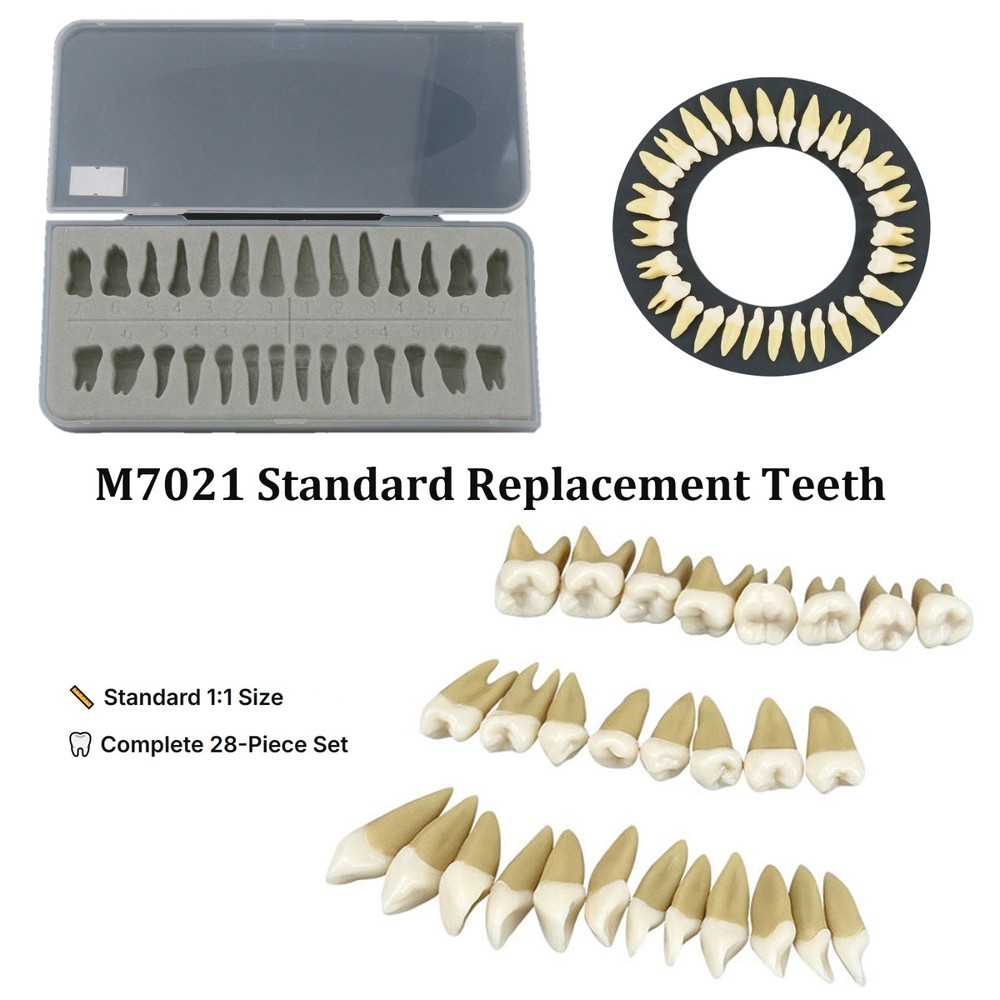 M7021 Standard Replacement Teeth 28Pcs Training Demonstration Study Teeth