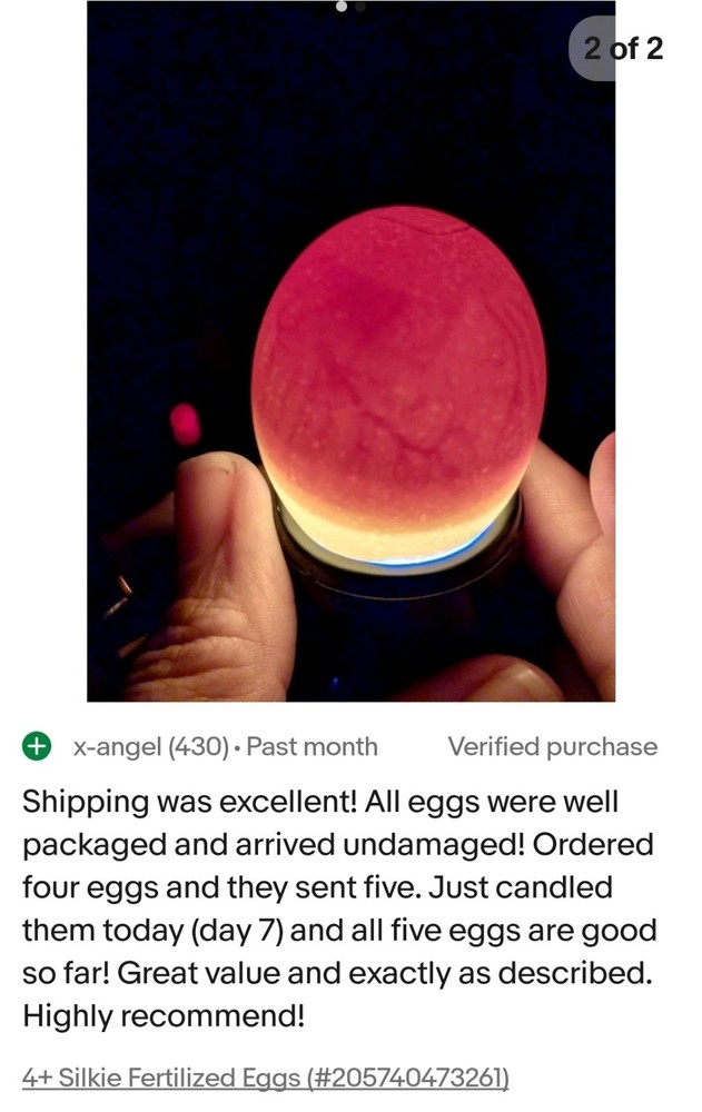 6+ Fertilized Ameraucana Chicken Eggs