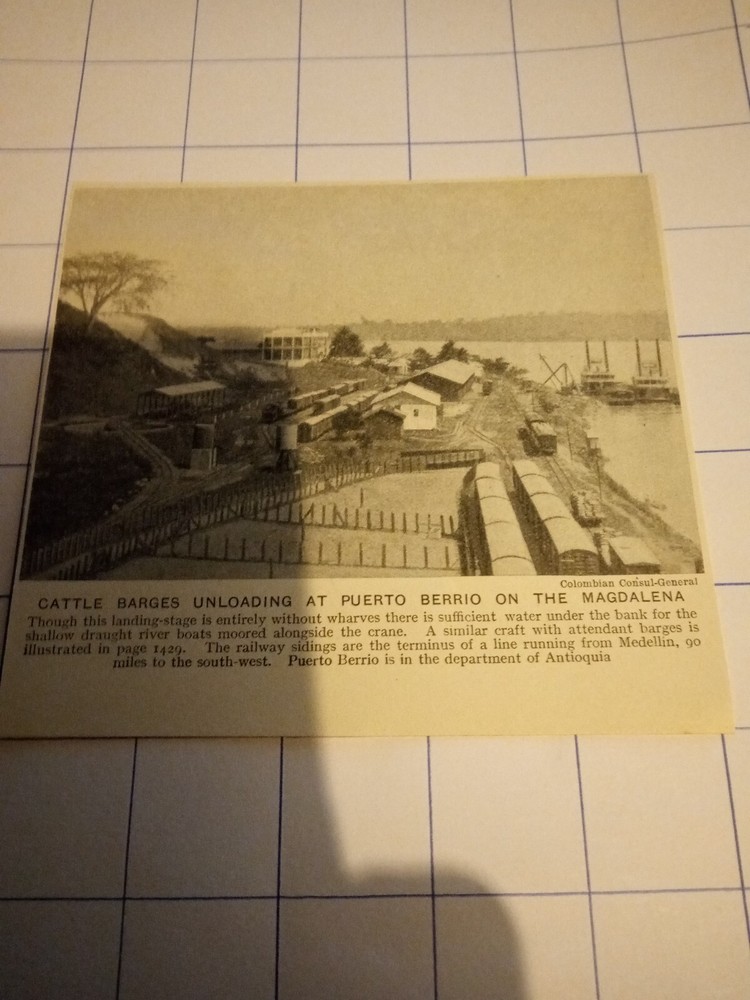 Cattle barges unloading at Pueto berrio Magdalena c 1926