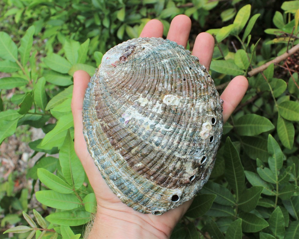 LARGE Abalone Smudge Kit: White Sage, Abalone Shell, Black Salt & Directions