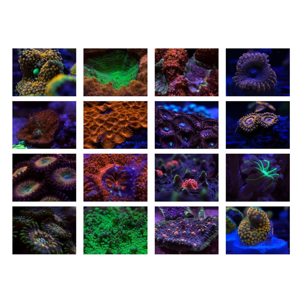 Smartphone Lens Filter Kits Photography