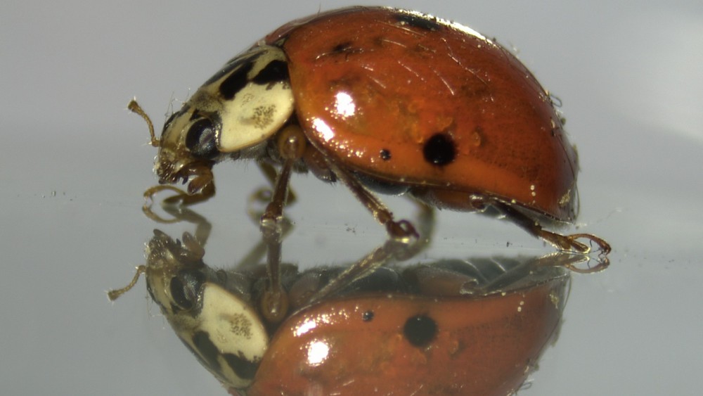 VIP Digital Microscope for Museums, Conservancies, STEM, etc.