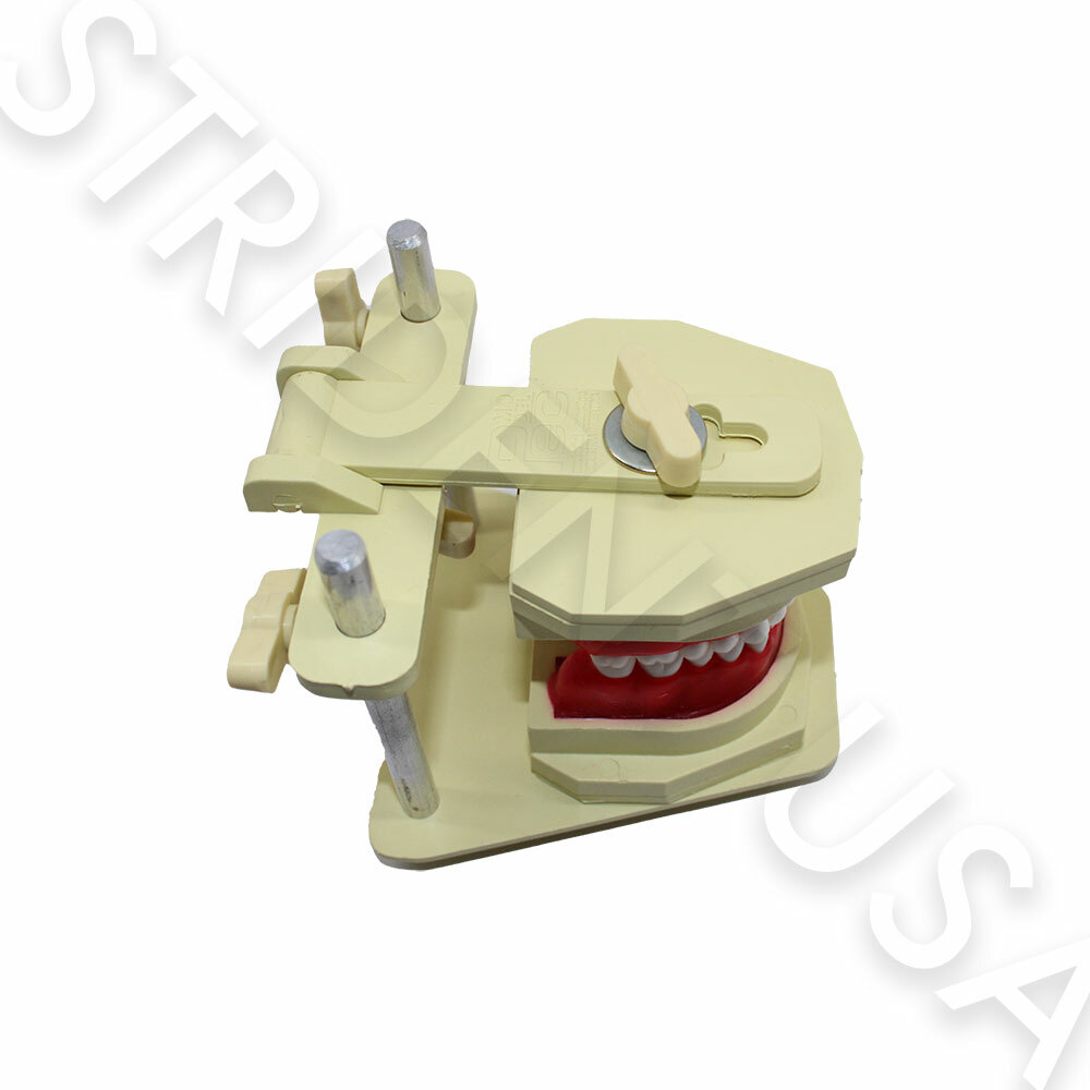 Orthodontic Typodont for Study Adjustable