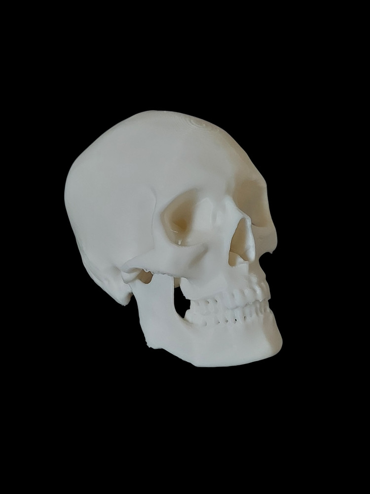 Mini Human Skull Replica – 3D Printed Bone Color Model – Realistic Gothic Decor