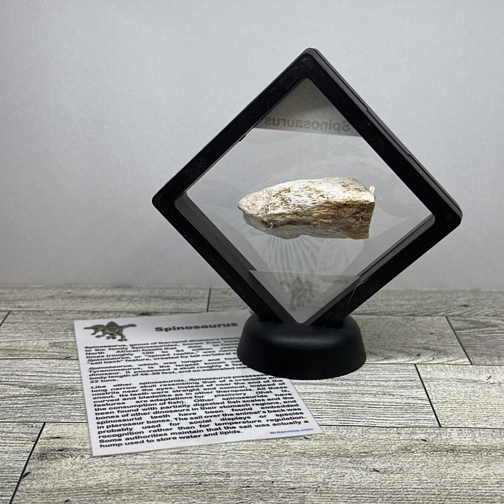 Spinosaurus Extinct Dinosaur Bone Fossil in Display Case