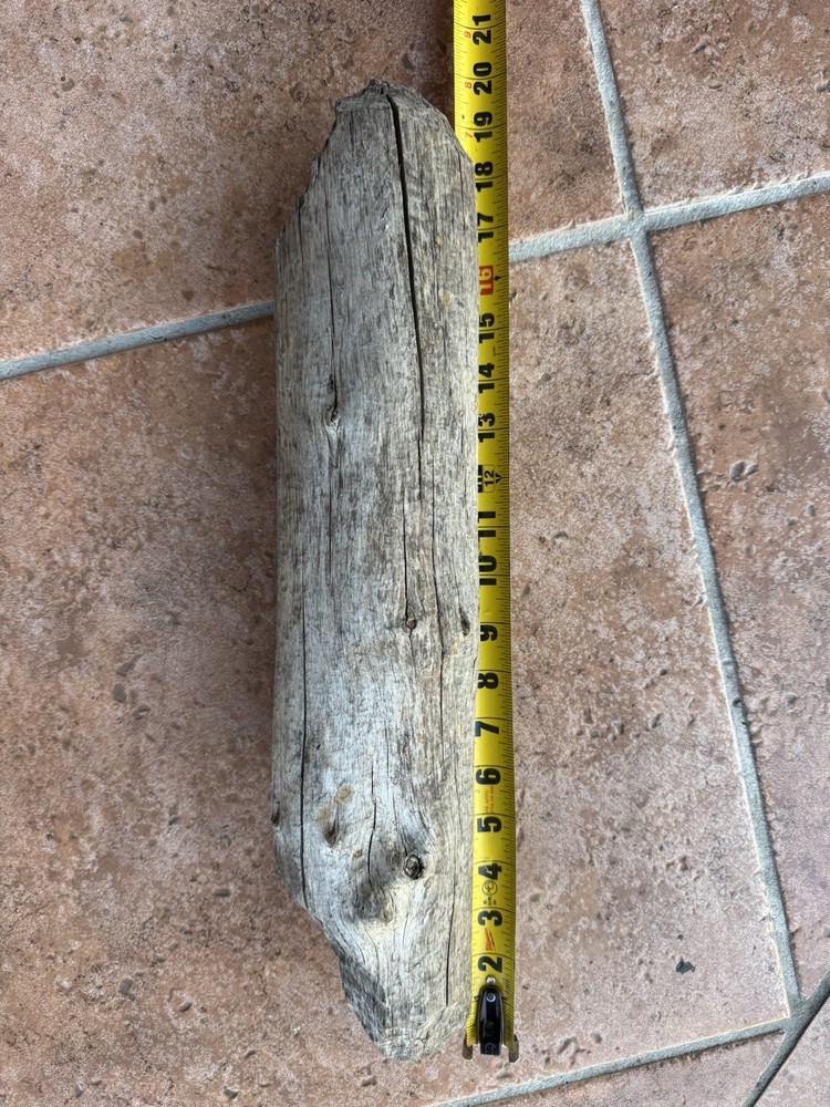 Beaver Stick Chewed Visible Teeth Marks