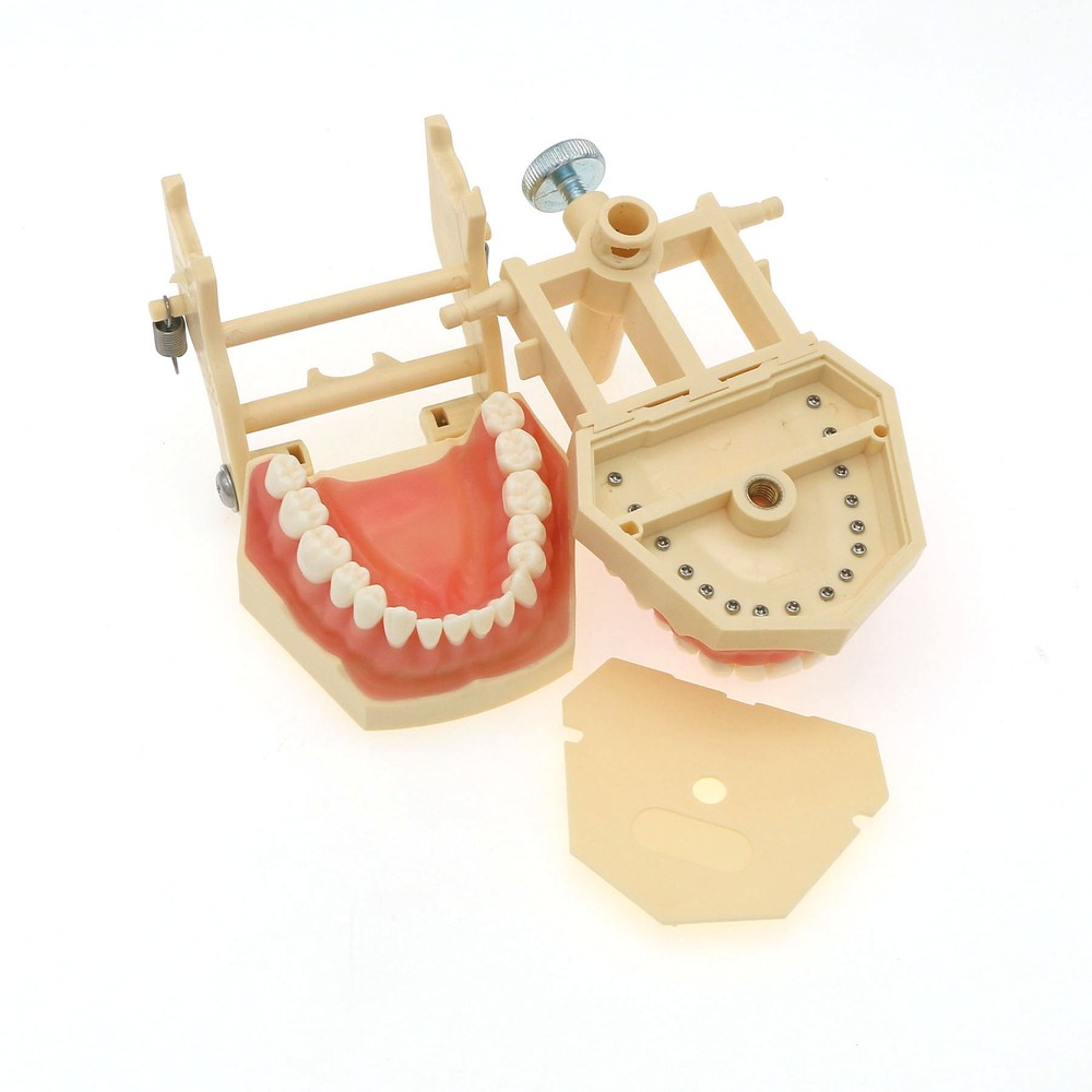 Frasaco AG3 Typodont Model Dental 32PCS Teeth Replacement Restorative Training