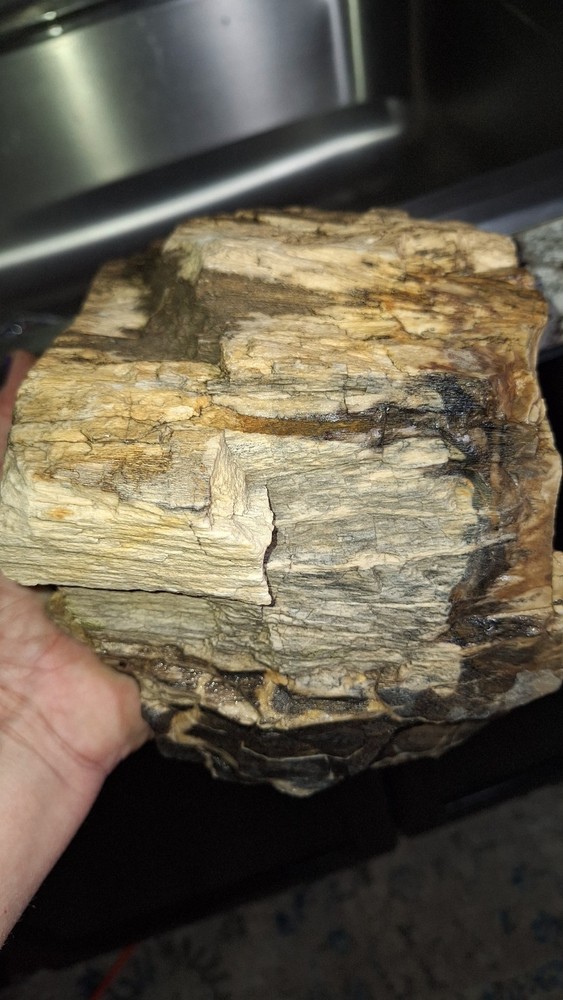 petrified wood log