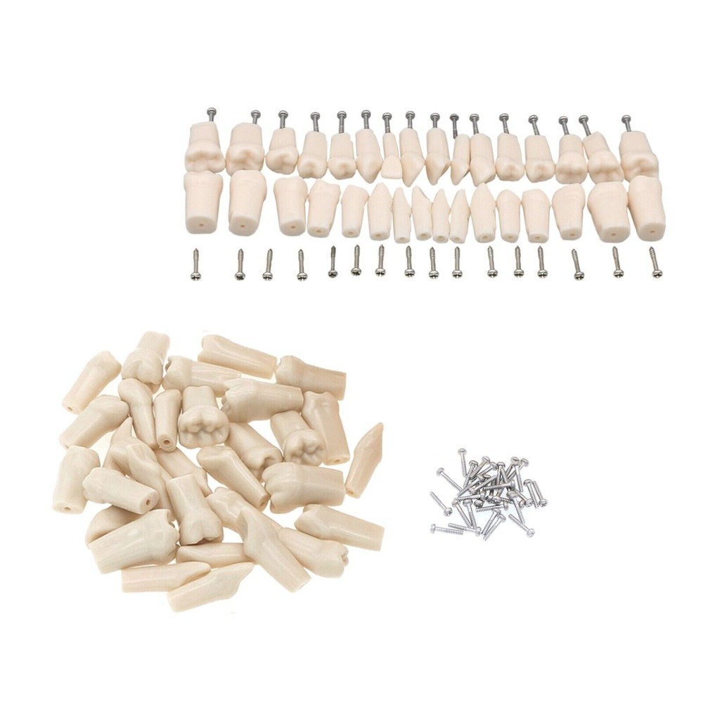 Dental Typodont Model Replacement 32 Screw-in Teeth Practice Study Tooth Model