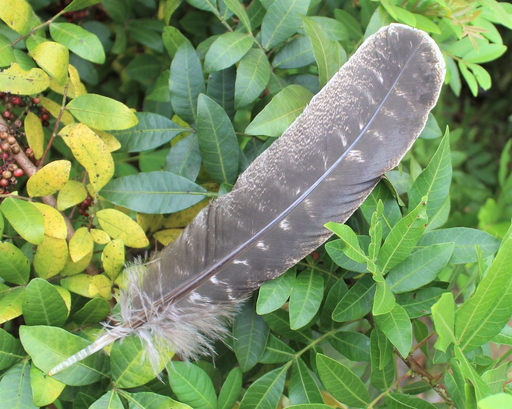 SAGE SMUDGE STICKS: BLUE, CEDAR & YERBA SAMPLER 3 PACK & SMUDGING FEATHER