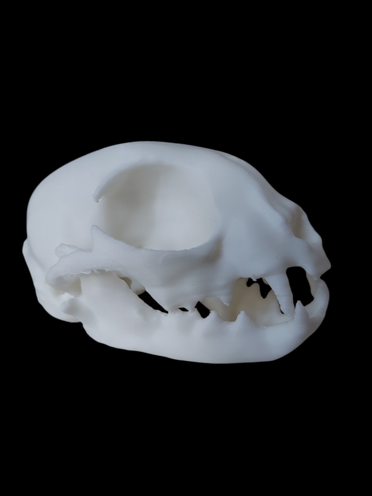 Life Size Replica Cat Skull - 3D Printed Realistic Replica, Gothic Decor