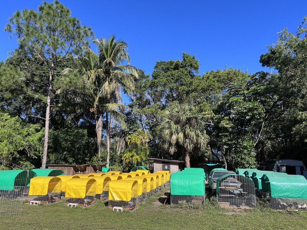 12 Plus Variety Hatching Eggs