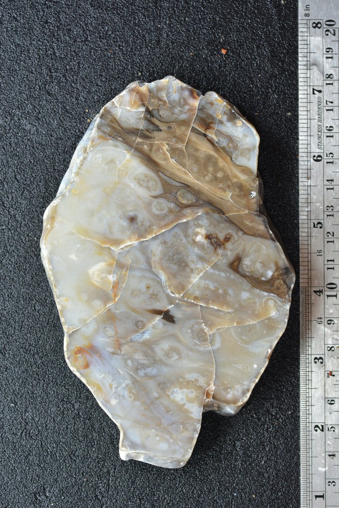 Petrified Cycad Morrison Formation Moab Utah Ex Hatch Collection
