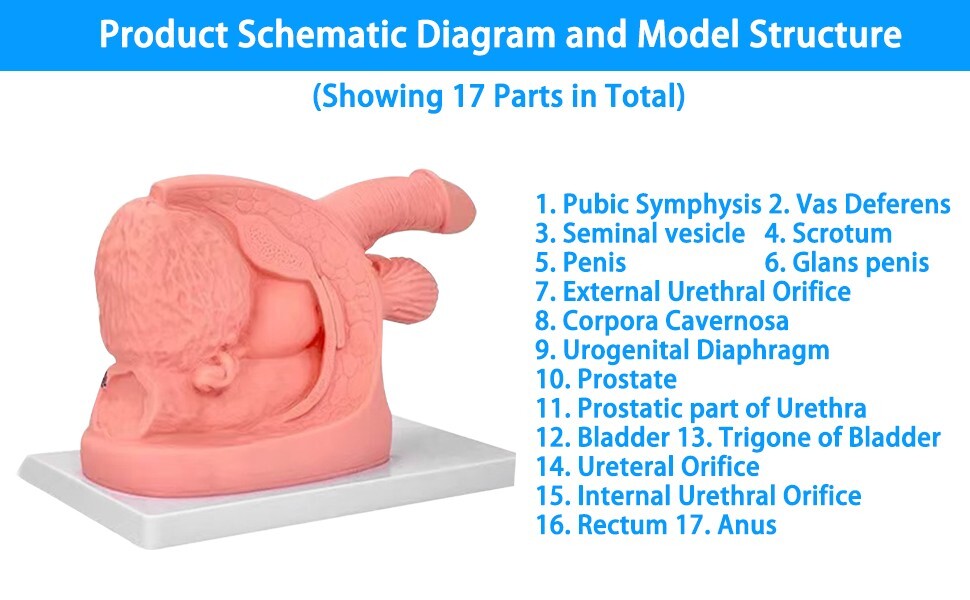 1 Kits Male Female Urethral Catheterization Train Simulator Models Improve Skill