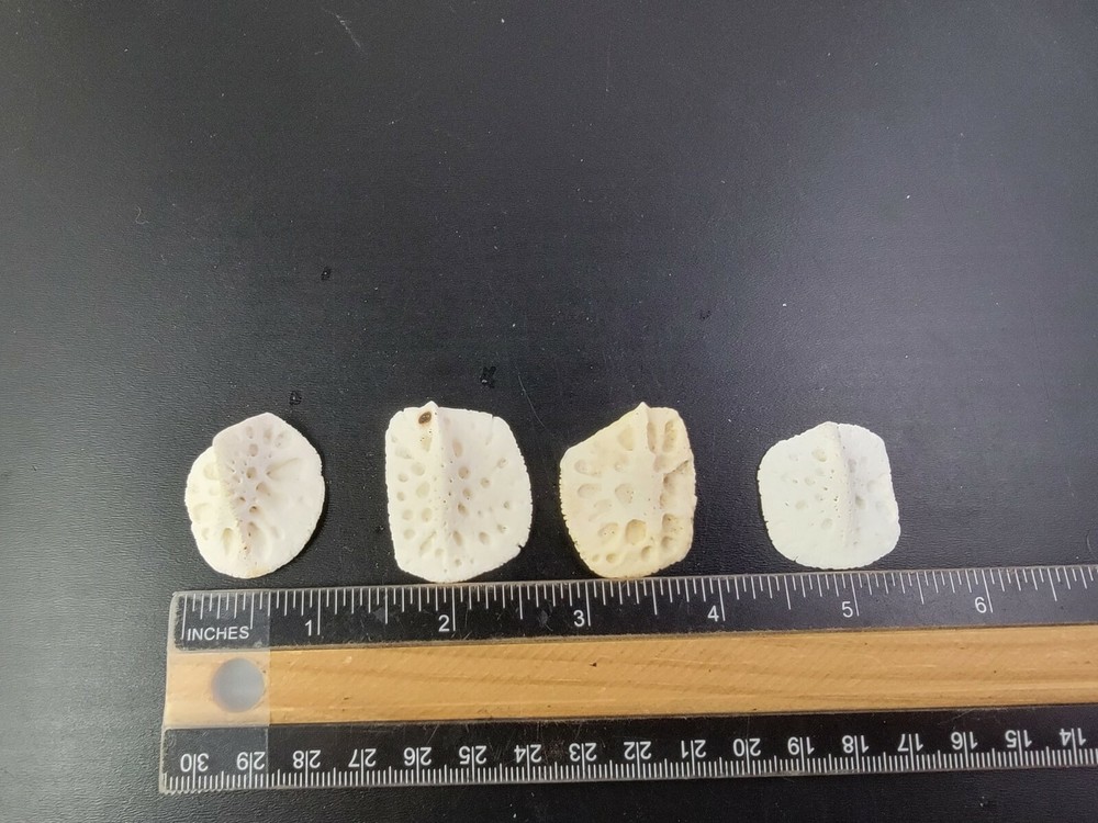 Gator ALLIGATOR BACK SCUTE bone bones BONY skutes croc weird OSTEODERMS CLEAN