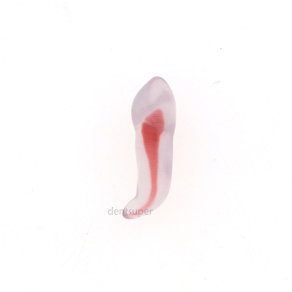 Dental Endo Root Canal Teeth Model Practice Block for RCT Pulp Cavity Study, 3D