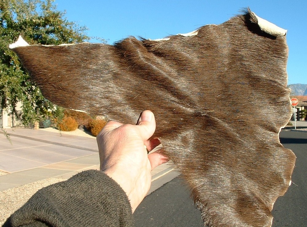 Tanned BLACK IMPALA HIDE PIECE Stiff Hide Scrap Triangular Shape 17"x14"Remnant