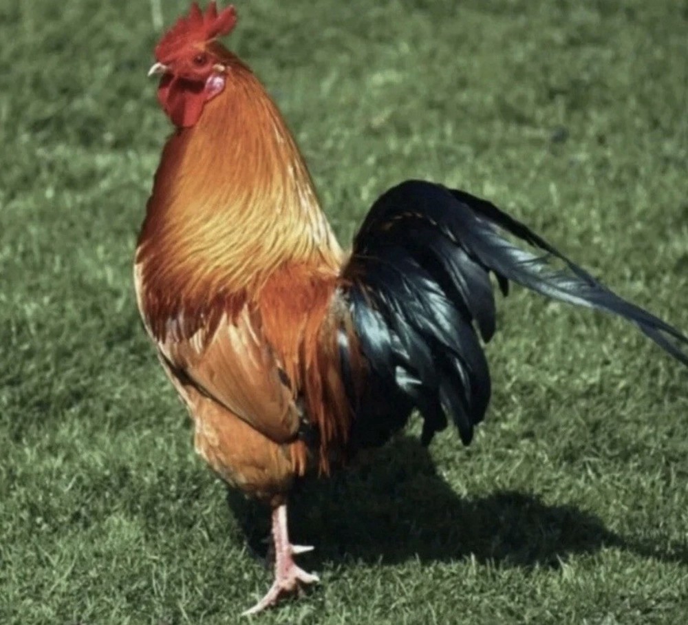 Chicken Injectable Antibiotic Treatment