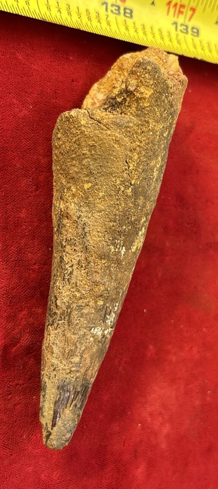 Authentic 4” Spinosaurus Tooth Fossil