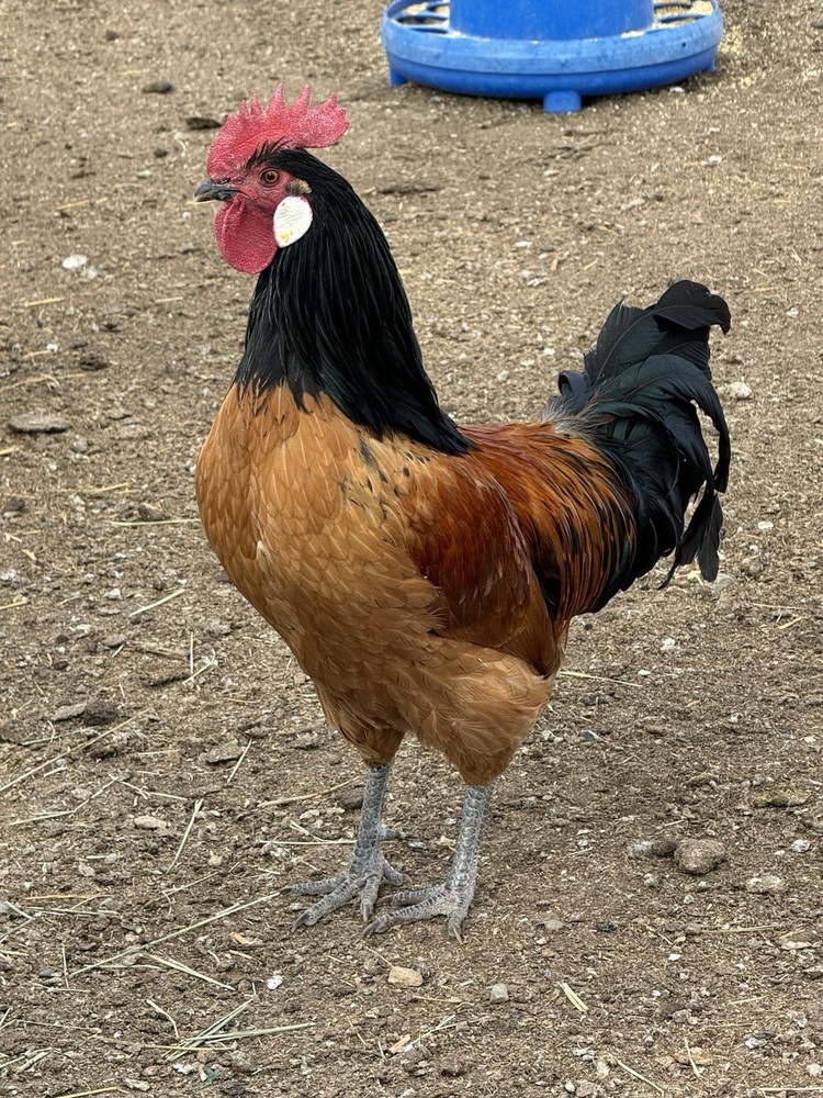 German Vorwerk Hatching Eggs