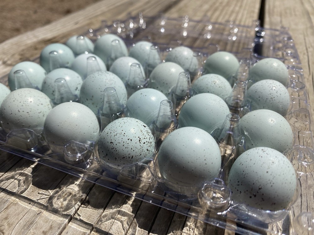 18 Celadon Coturnix Quail Hatching Eggs - Blue Egg Layers
