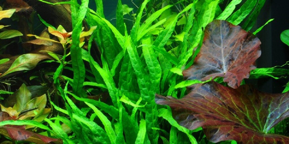 MICROSORIUM PTERROPUS NARROW ONE BUNDLE-Freshwater Aquatic Live Plants