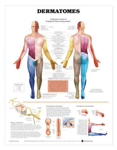 DERMATOMES Laminated Wall Chart 20" x 26" Classroom/Professional LFA #98022