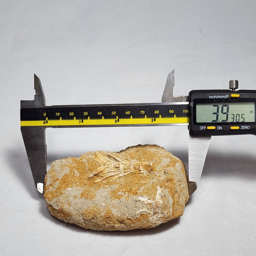 Splendid Saber Toothed Herring Fish Vertebrae
