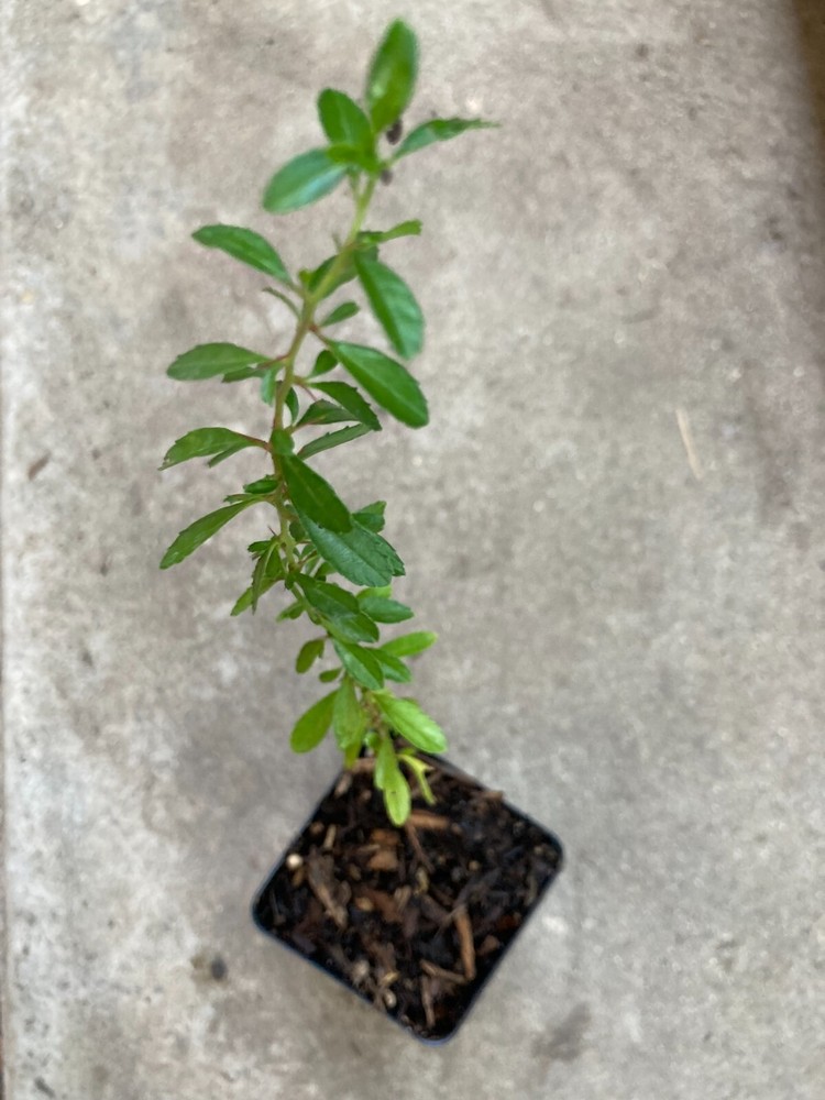 Red Spiny Hackberry Granjeno Tree Live Plant