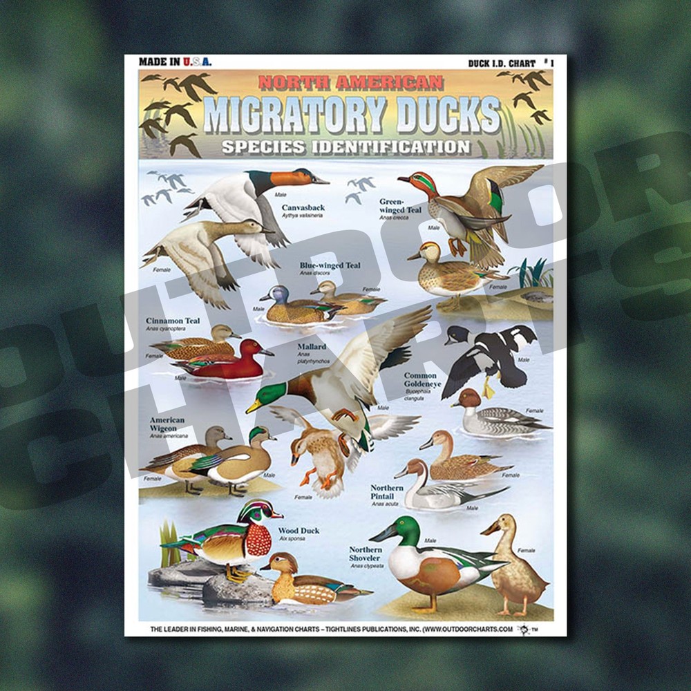 Duck Identification #1 (North American Migratory Ducks) - Waterproof Quick Refer