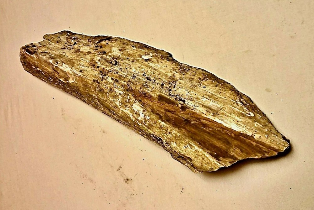 Petrified Wood Nice Large Kansas Example