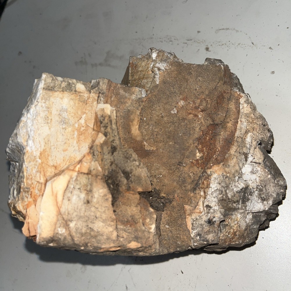 Petrified Wood