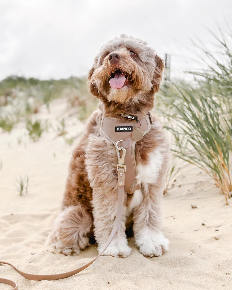 NWT Django Tahoe No Pull Dog Harness - Sandy Beige
