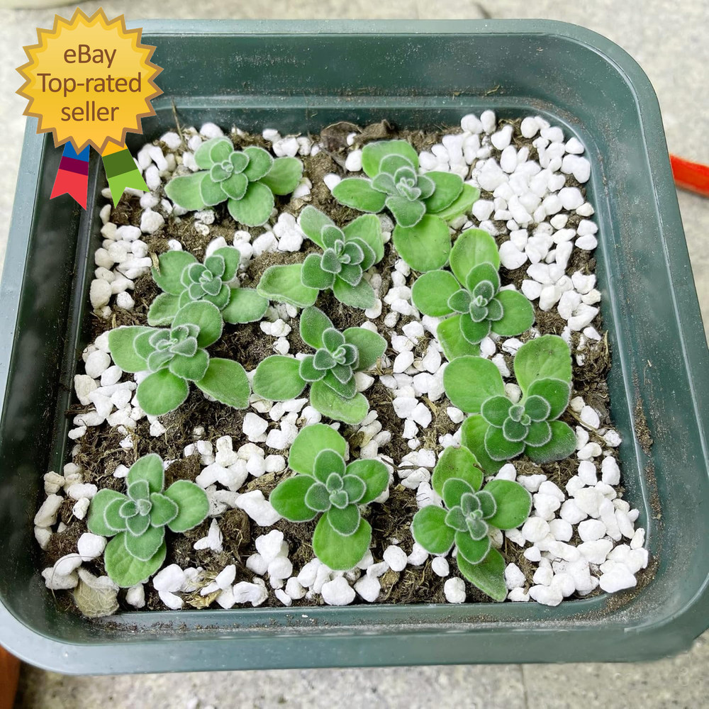 2 Quart Organic Perlite Horticultural Soil Amendment for Plants and Enhanced