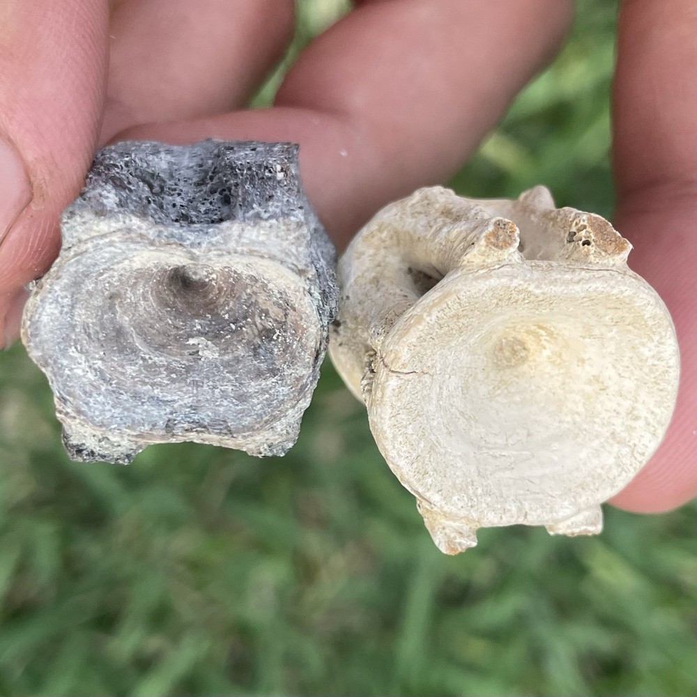 Fossilized Fish Vertebrae Southwest Florida Authentic Fossils