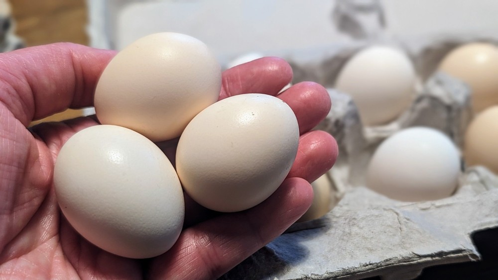 10++ eggs: Serama Bantam Chicken Hatching Eggs-Pocket, Teacup, Tiny