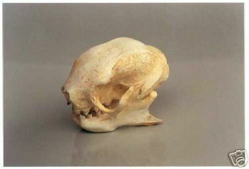 THREE-TOED SLOTH  SKULL REPLICA