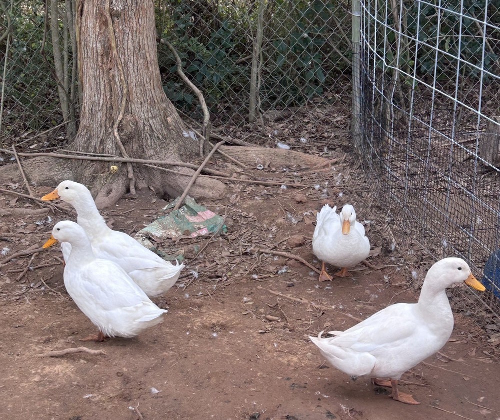 Duck 6+ Hatching Egg Pekin