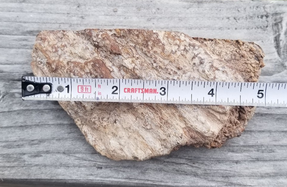 Agatized Dinosaur Gem Bone Rainbow Multicolor Roughcut 584g Specimen Cab Lap