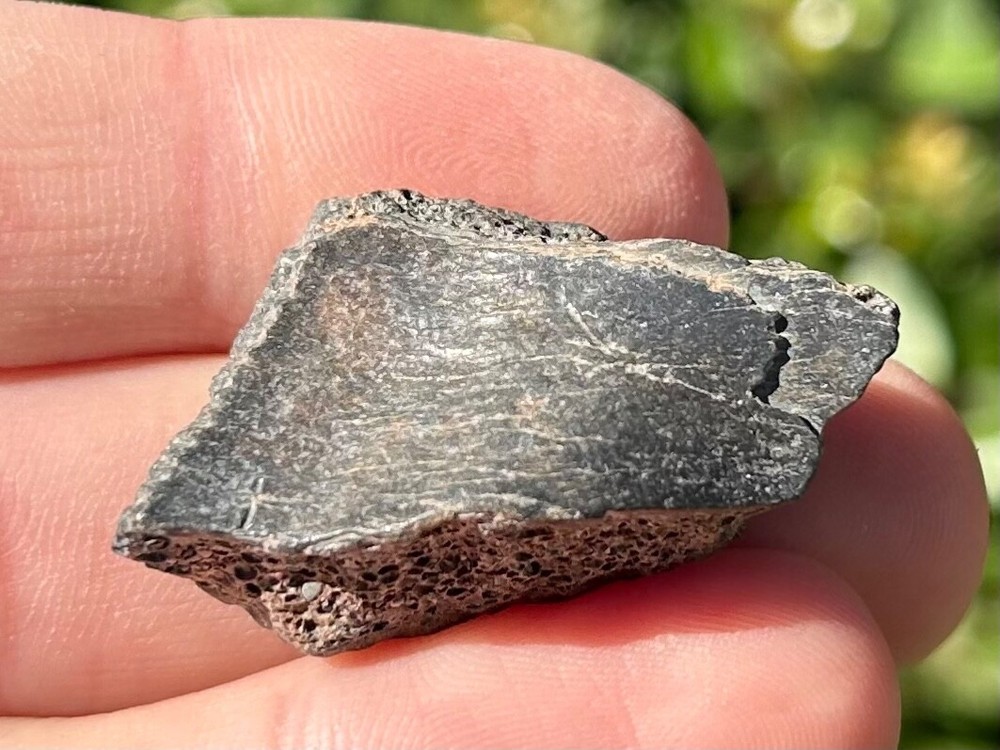 Fossil Turtle Shell Florida Pleistocene Ice Age Reptile Bones 1.42”
