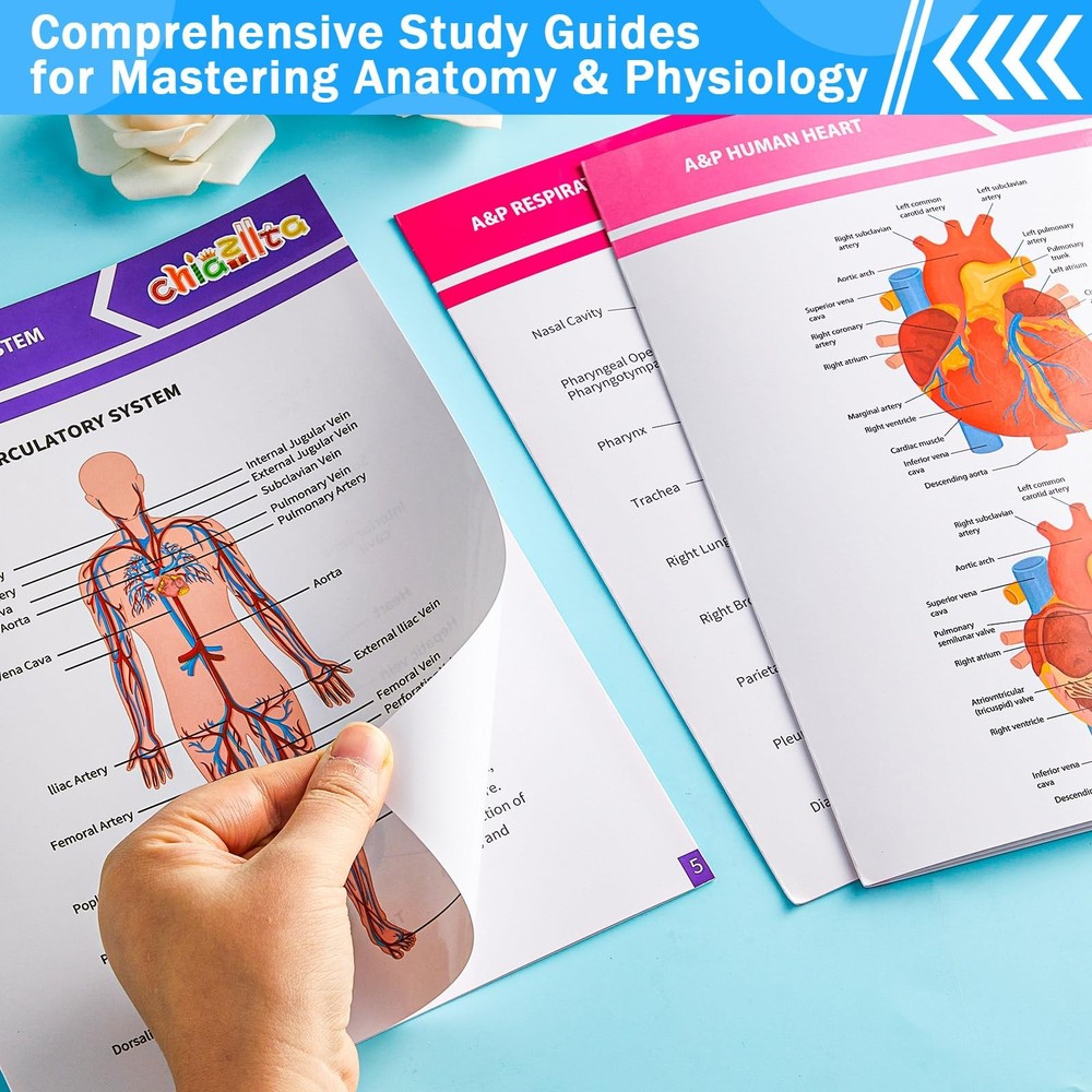 16 Pack Anatomy & Physiology Study Guides Set Human Body Systems Anatomy Stud...