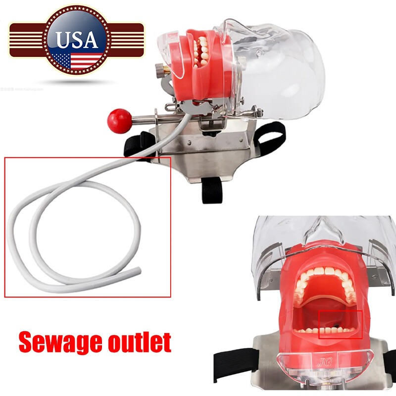Student Dental Teaching Head Mold Oral Simulation Simple Head Mold Adjustment2pc
