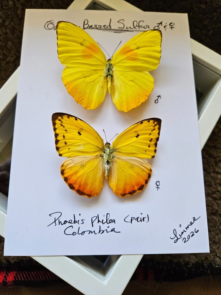 PHOEBIS PHILEA PAIR FRAMED - 6 x 8" SHADOW BOX ( Choose Black or White Frame )