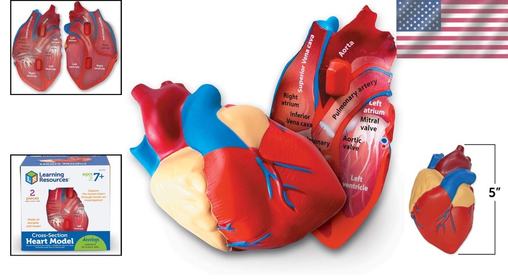 STEM Learning Aid - Cross-Section Heart Model, Lightweight