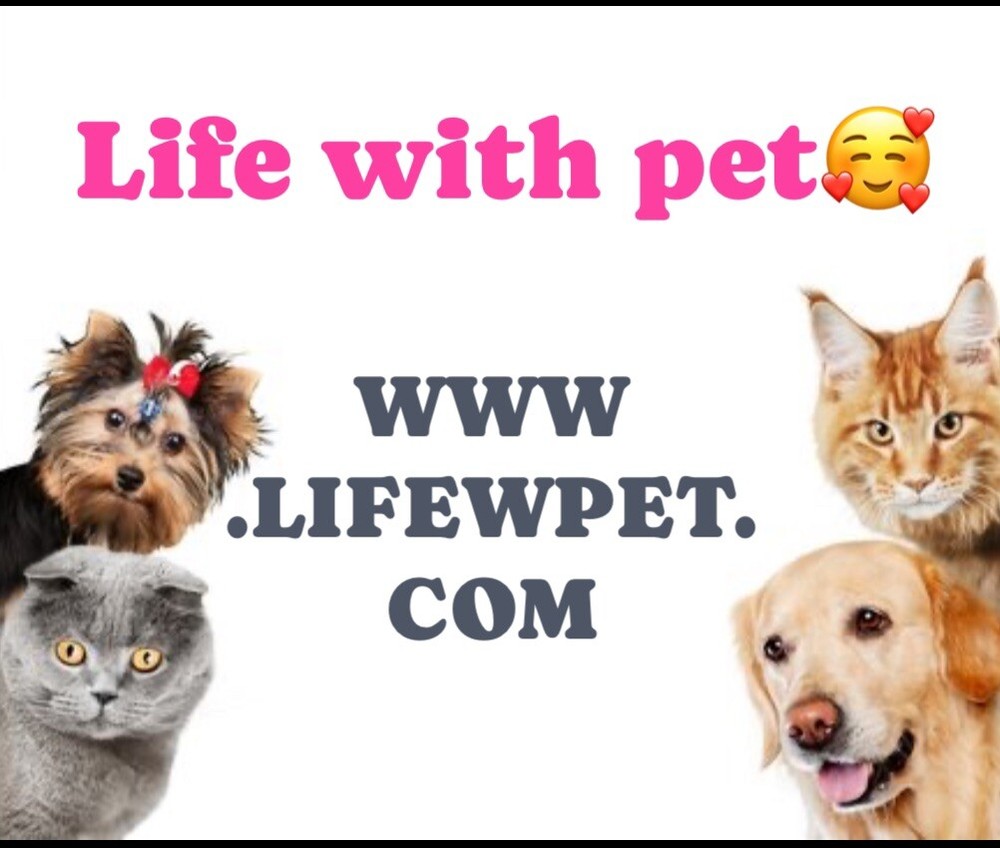 Website Domain Name For Sale www.lifewpet.com