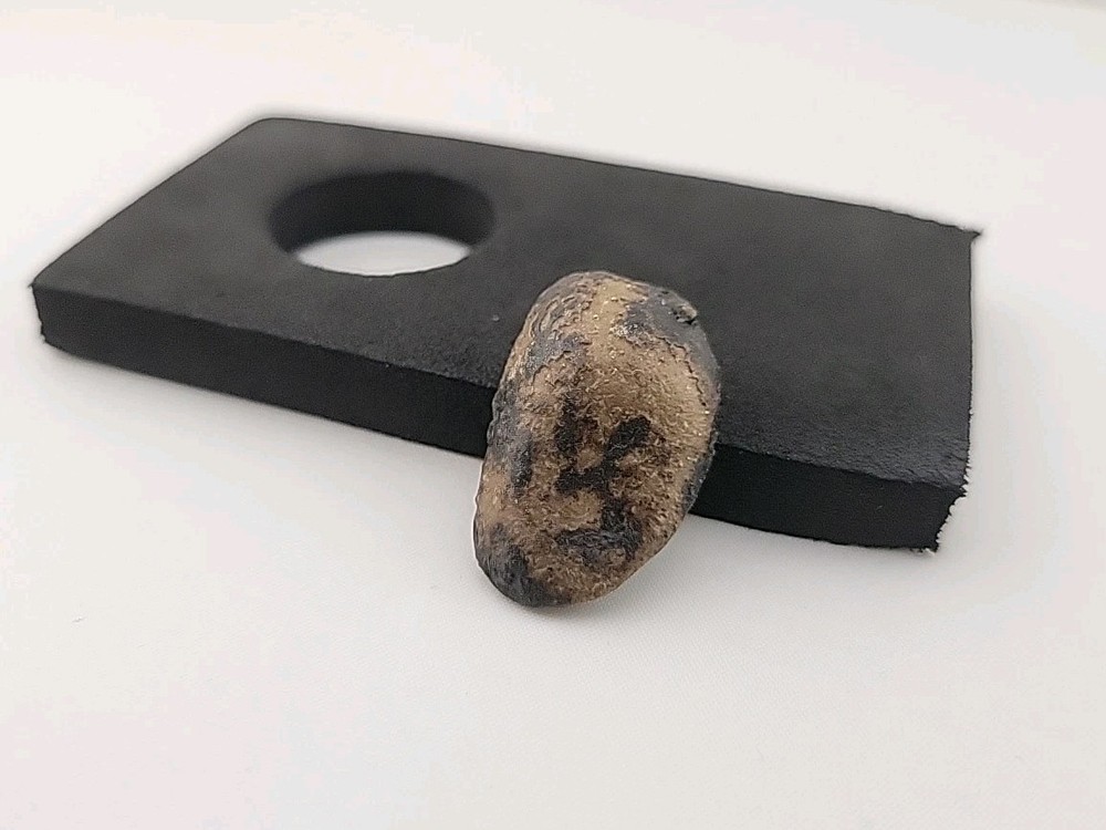 Fossil Dinosaur Tooth Unknown Species