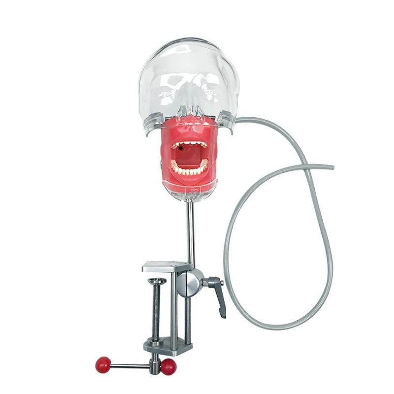 Simple Head Model Dental Simulator Phantom Head forDentist Education Teaching US