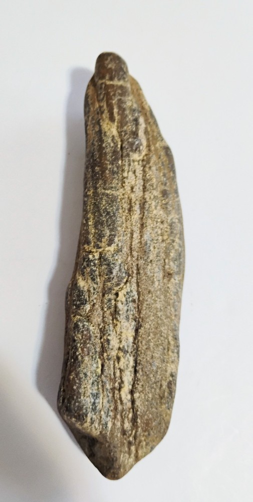 6 Petrified Fossil Bones